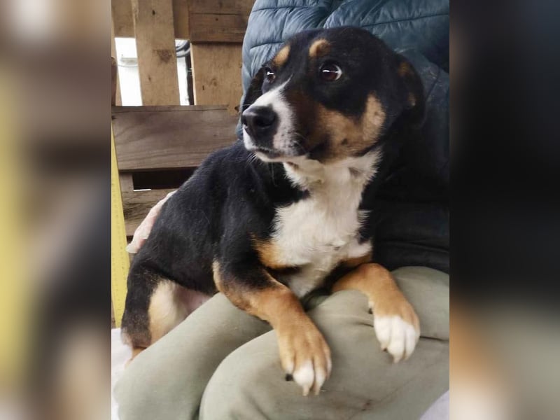 Franjo sucht warmes & liebevolles Zuhause