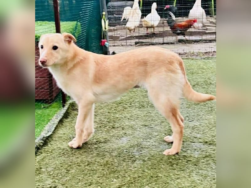 Zuckersüßes Hundemädchen Lesedi