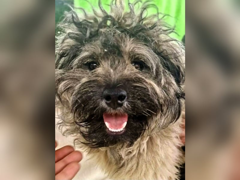 Coco (ehem. Joy) – fröhliche Junghündin sucht aktive Menschen