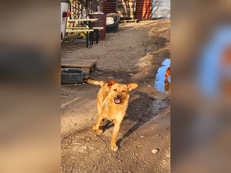 Linus – junger Rüde sucht ein geduldiges und liebevolles Zuhause