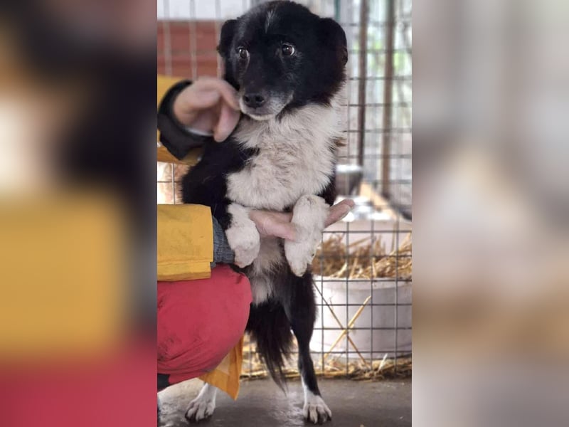 Trauriger, verwaister Pedro