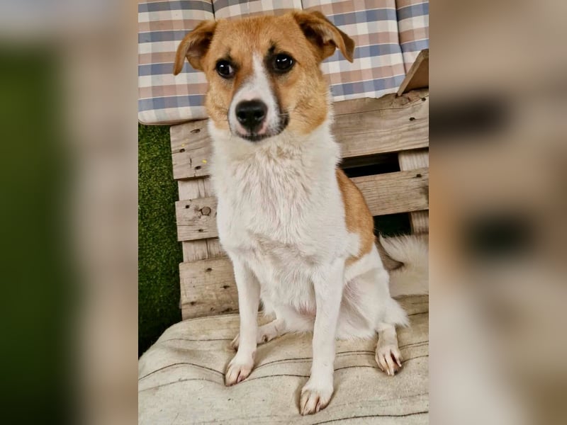 Sanfte Trixi sucht ihre Menschen