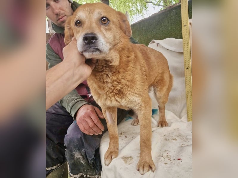 Loke – treuer Begleiter hat alles verloren und sucht einen Neuanfang