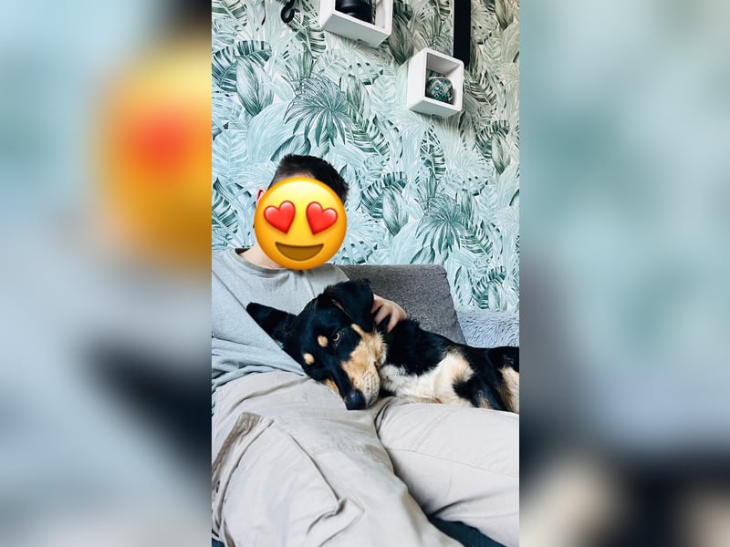 Fröhliches Hundemädchen Juna sucht ihre Menschen