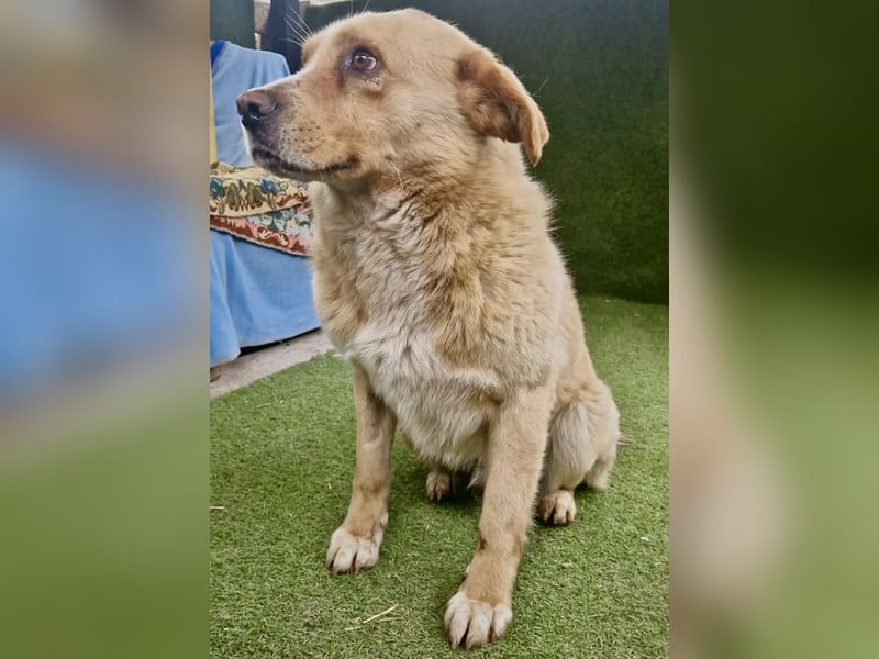 Trauriger Hugo sucht seine Familie