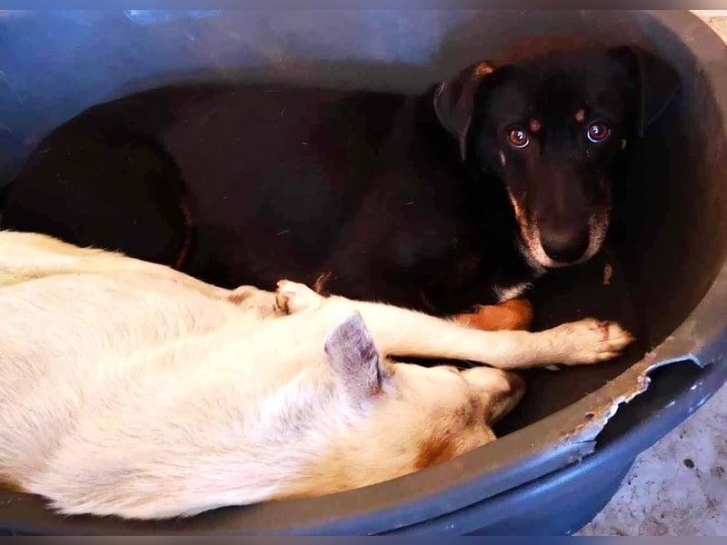 Pelle sucht geduldige und verständnisvolle Menschen