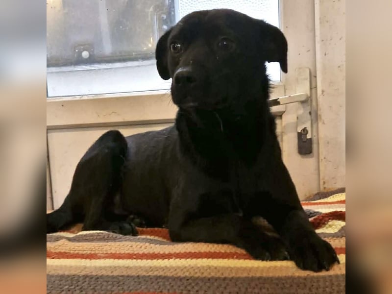 Freundliche Seele Anoki