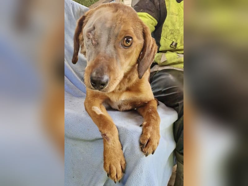 Tapfere Poppy sucht ihr Glück