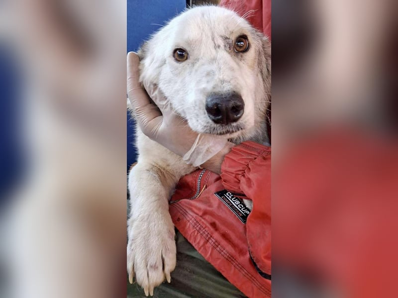 Vorsichtiger Junghund Frodo sucht ein geduldiges Zuhause