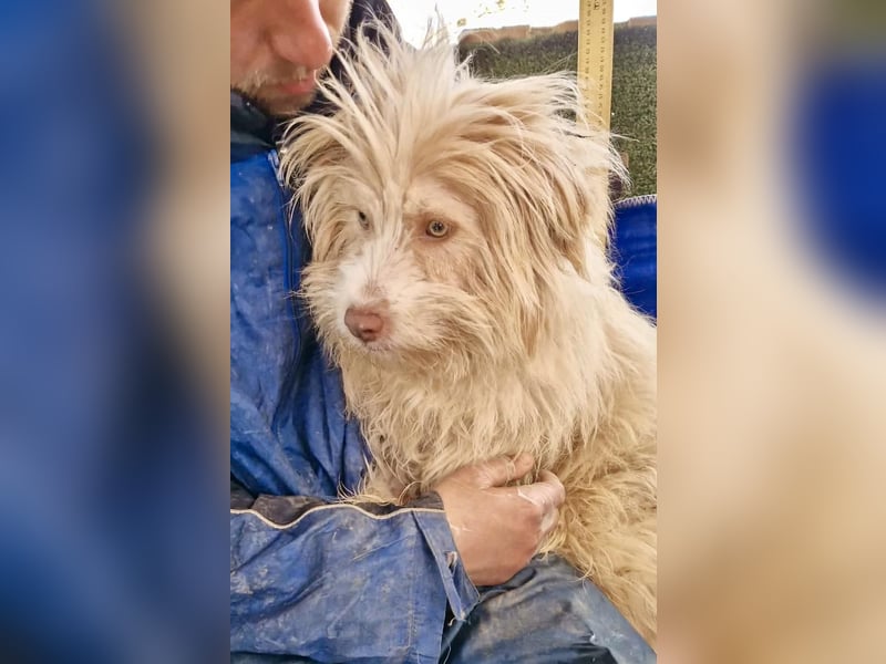 Todtrauriger Boomer auf der Suche nach Glück