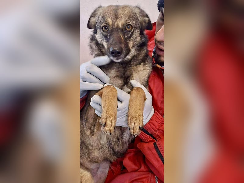 FELINA – auf der Suche nach Wärme