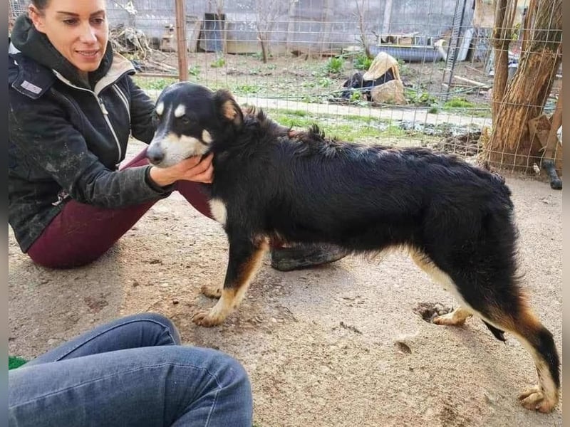 Sanfte, neugierige Hündin Dora