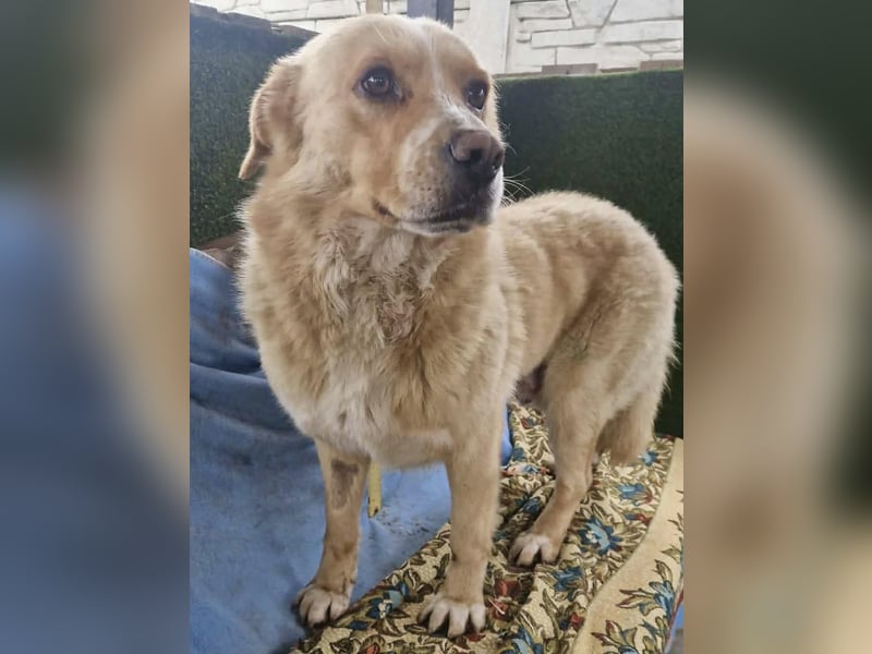 Trauriger Hugo sucht seine Familie