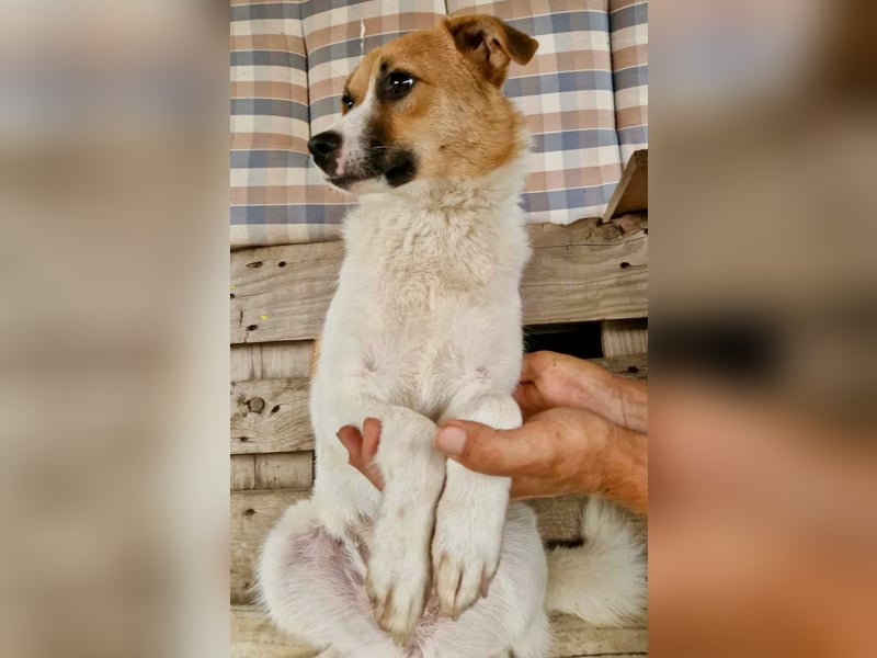 Sanfte Trixi sucht ihre Menschen