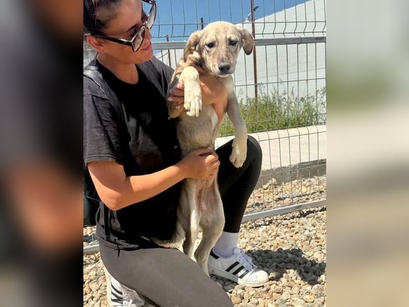 Juddy, kleine Herzensmaus sucht ihr Glück