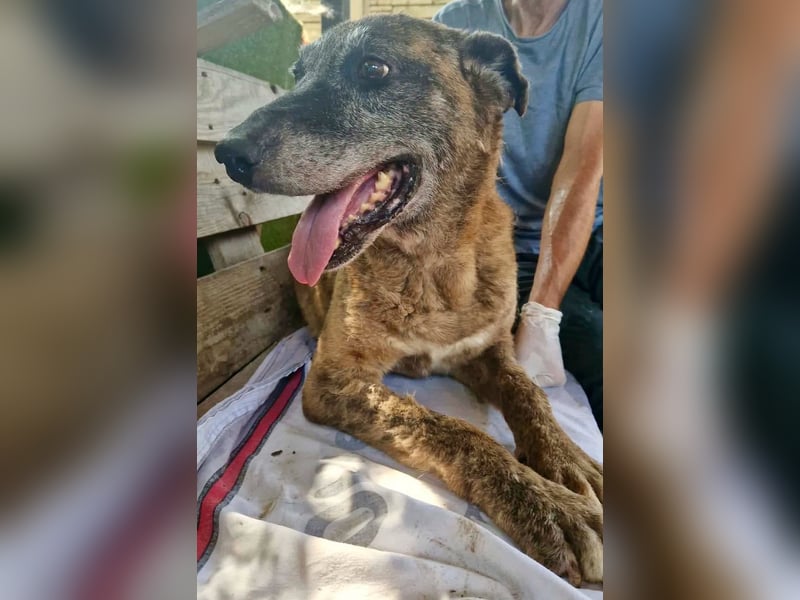 Cody, bitte lass das Shelter nicht seine Endstation sein...