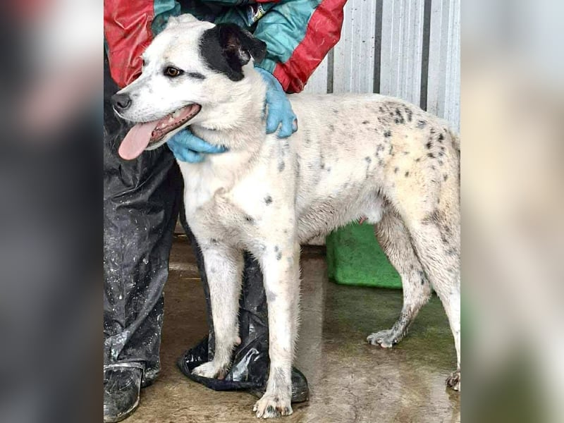 Tonio – fröhlicher Junghund mit großem Herzen