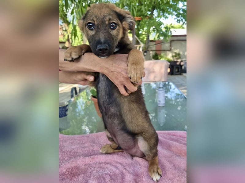 Mogli – kleines Wunder sucht seine Familie