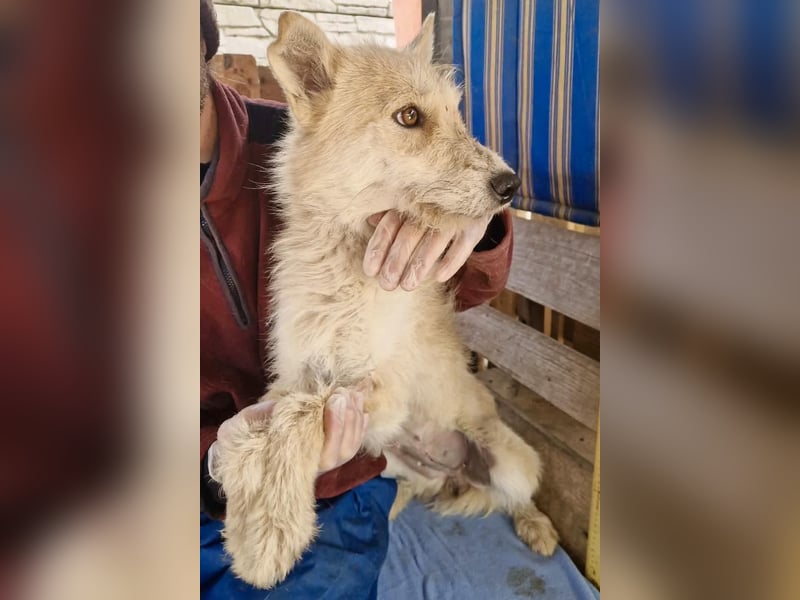 Mara, Schönheit mit zweifarbigem Blick