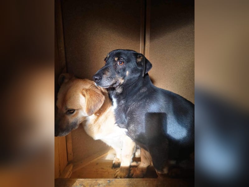 Pelle sucht geduldige und verständnisvolle Menschen