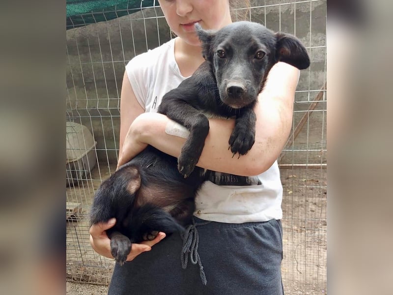 Unsichere, zurückhaltende Hündin Lucy
