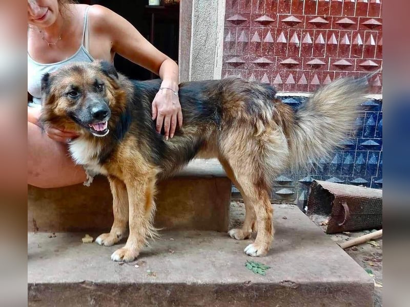 Mimo liebt Menschen und andere Hunde