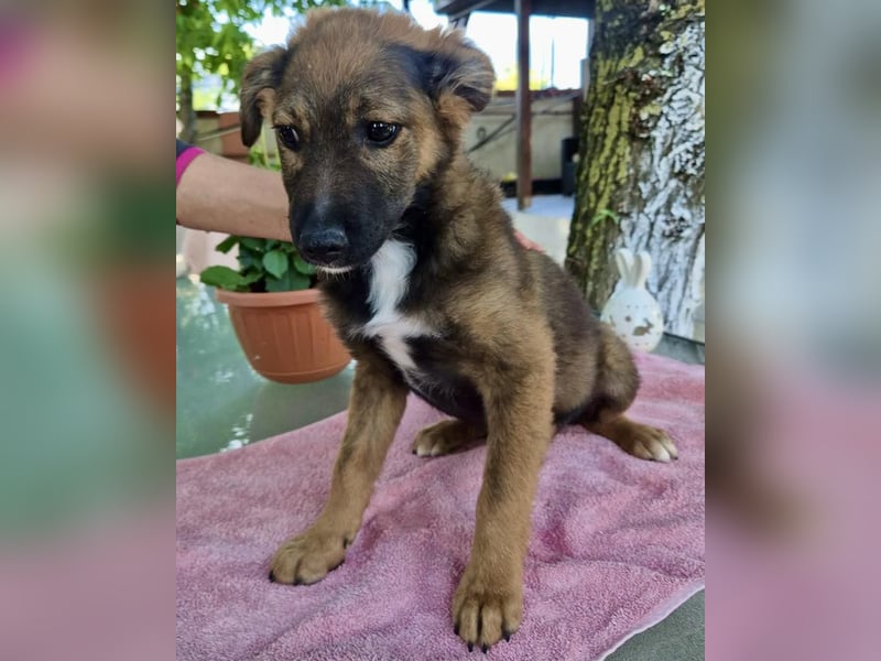 Mogli – kleines Wunder sucht seine Familie