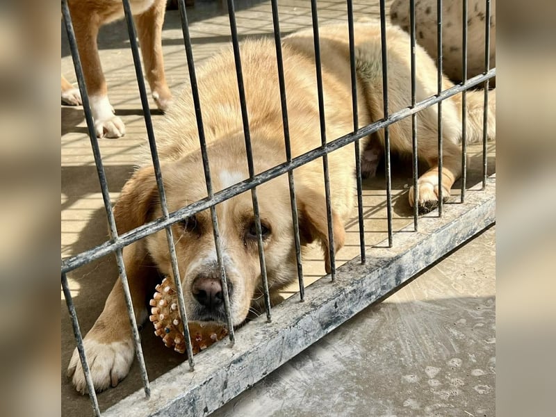 Hugo sucht ein liebevolles Zuhause mit Geduld und Geborgenheit