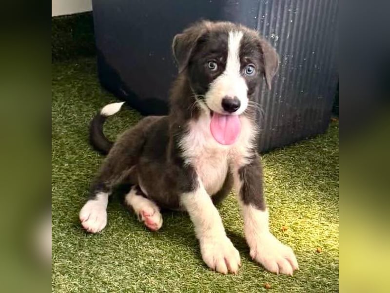 Kleiner Herzenshund Figo sucht seine Familie