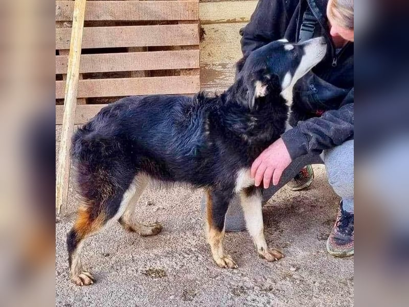 Sanfte, neugierige Hündin Dora