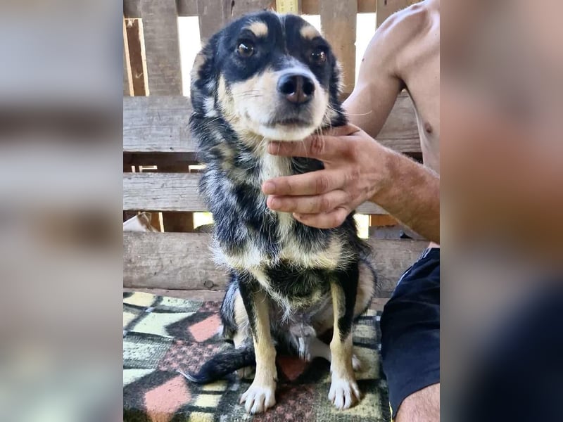 Pauli - sanfter Charmeur