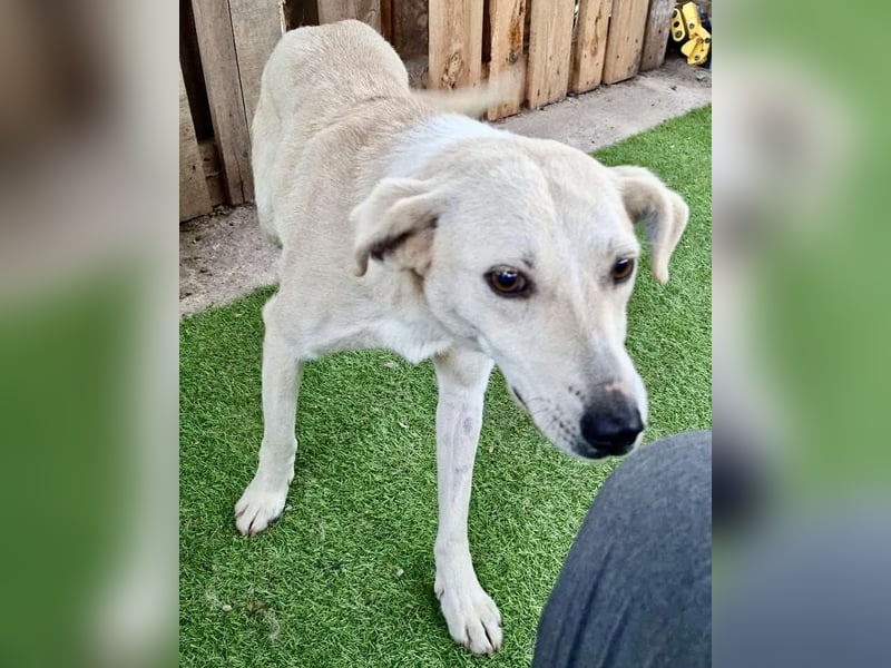 Nala – zierliche, sanfte Hündin sucht erfahrenes Zuhause