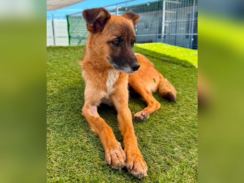 Sanfte Karla sucht ein liebevolles Zuhause