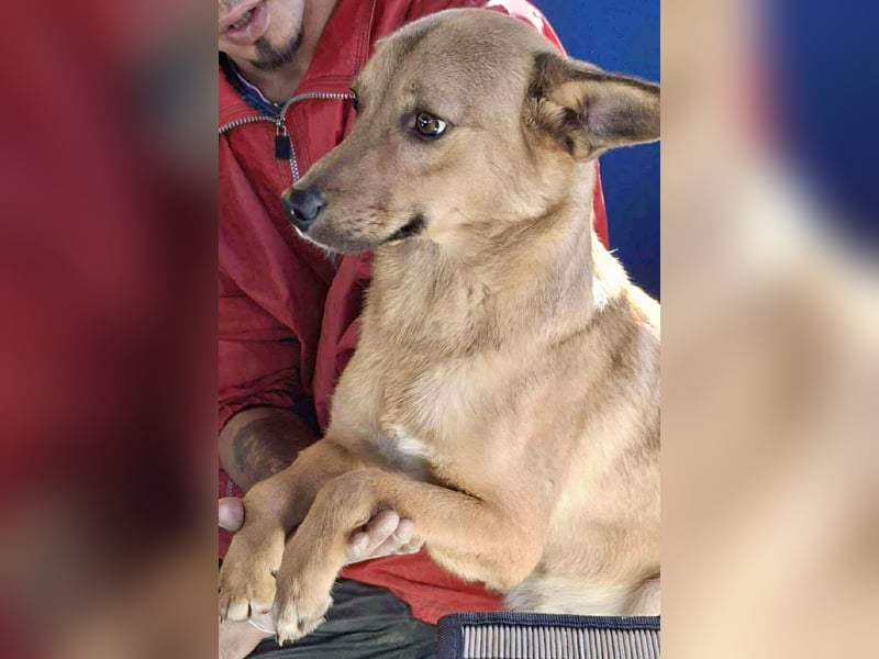 Linus – junger Rüde sucht ein geduldiges und liebevolles Zuhause