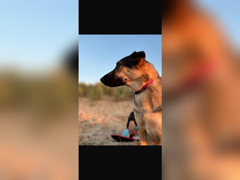 Unsichere Luna sucht erfahrenes Zuhause