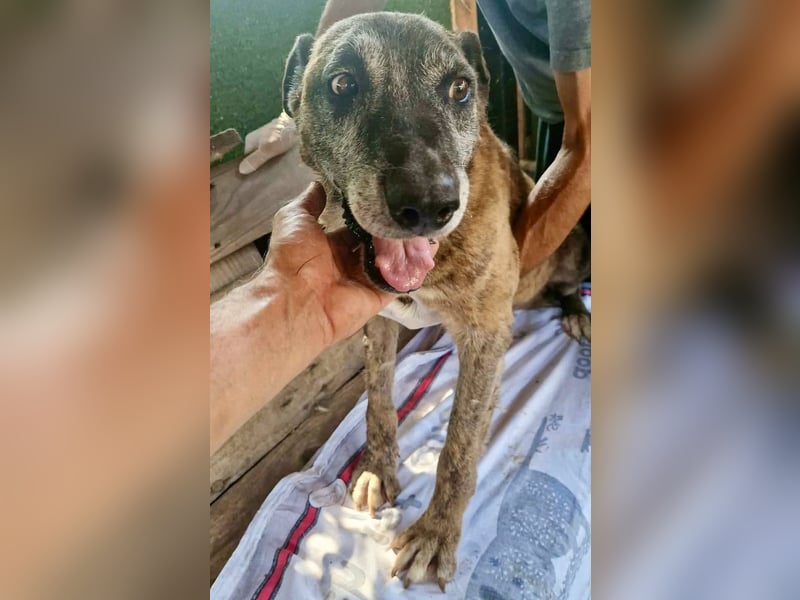 Cody, bitte lass das Shelter nicht seine Endstation sein...