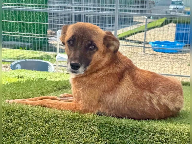 Sanfte Karla sucht ein liebevolles Zuhause