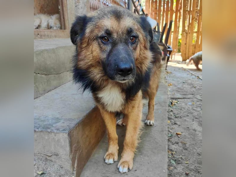 Mimo liebt Menschen und andere Hunde