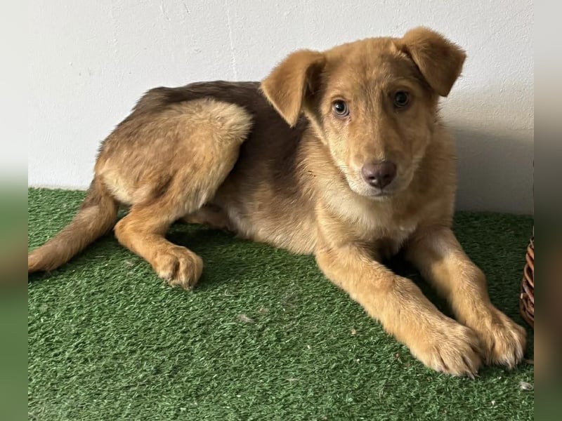 Bildhübsches Welpenmädchen Lumi