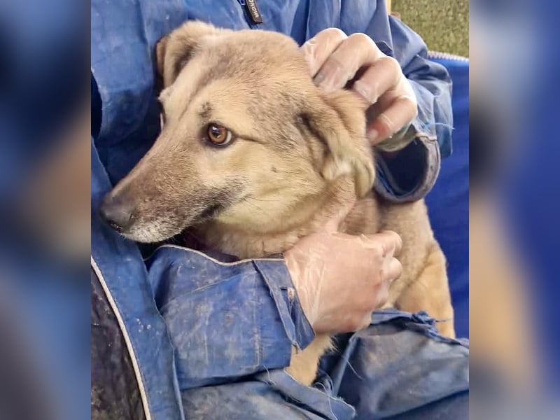 Zierliche Junghündin Dana