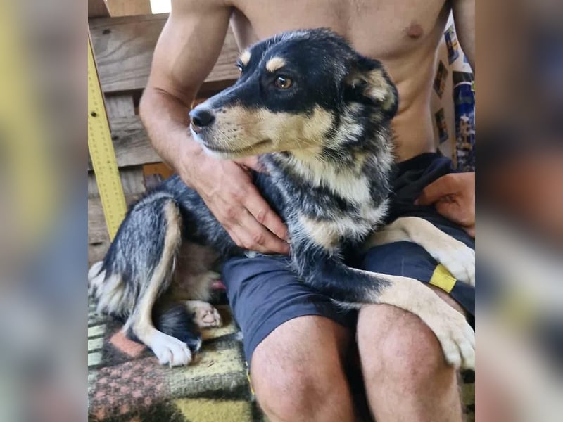 Pauli - sanfter Charmeur