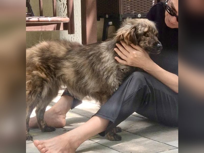 Ronja – kleine Kämpferin sucht ihr Happy End