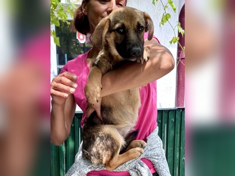 Sky – kleines Welpenmädchen sucht ihr Glück