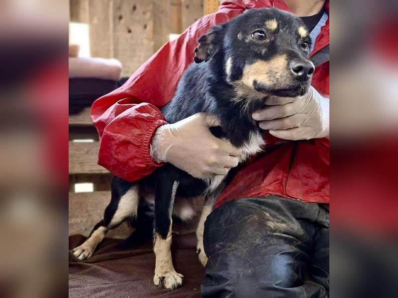 Zierlicher Junghund Frizzi – Rettung aus der Hölle