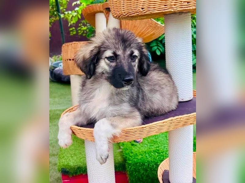 Finy, kleiner Herzensjunge sucht sein Zuhause.