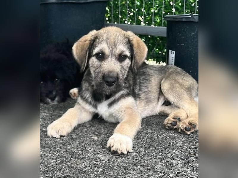 Luke – kleiner Überlebenskünstler sucht sein Glück