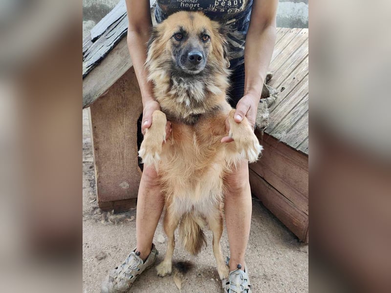 Freundliche Linda ist verspielt und verträglich