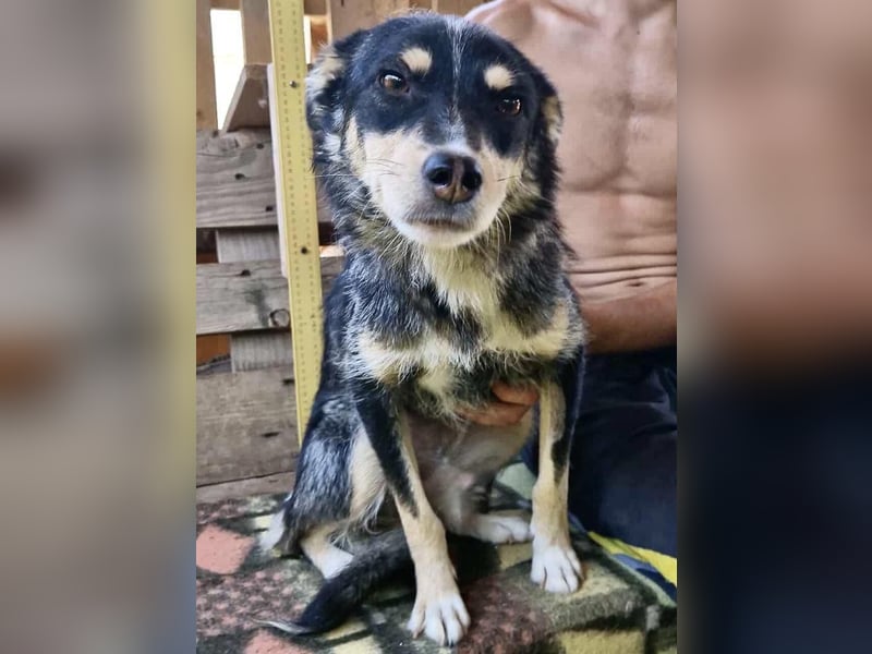 Pauli - sanfter Charmeur