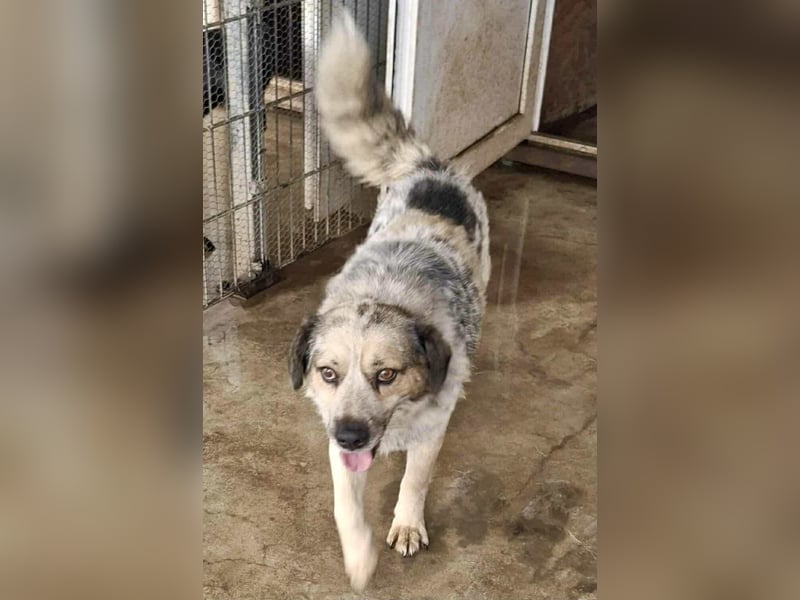 Schmusiger, verspielter Cisco