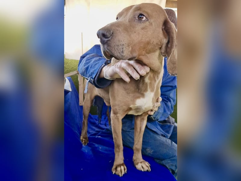 Benji.... Traumhund auf 4 Pfoten